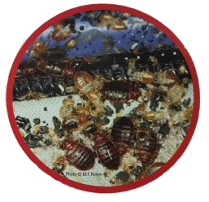 Bed Bug Infestation